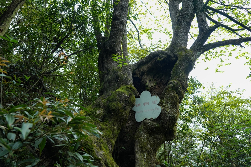 2026年4月13日，貴州省畢節市納雍縣珙桐省級自然保護區拍的珙桐王。楊英攝