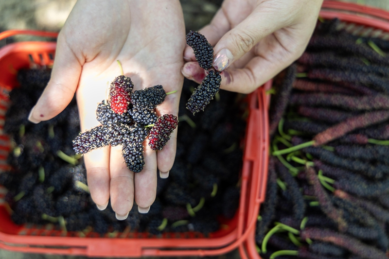 4月13日，游客在貴州省黔南布依族苗族自治州羅甸縣龍坪鎮云盤村的桑葚種植基地里展示剛采摘的桑葚。