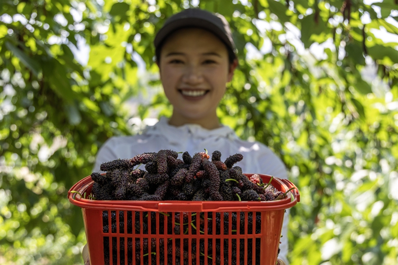 4月13日，游客在貴州省黔南布依族苗族自治州羅甸縣龍坪鎮(zhèn)云盤村的桑葚種植基地里展示剛采摘的桑葚。