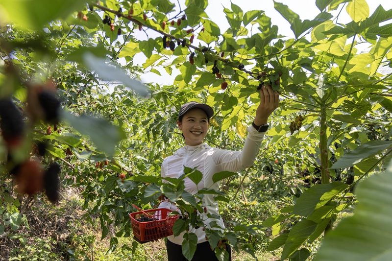 4月13日，游客在貴州省黔南布依族苗族自治州羅甸縣龍坪鎮云盤村的桑葚種植基地里體驗桑葚采摘。