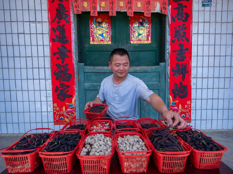 4月13日，游客在羅甸縣龍坪鎮云盤村的桑葚種植基地里分揀桑葚。