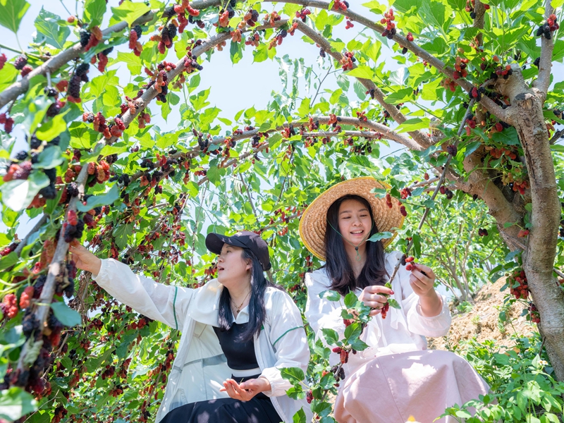 4月13日，游客在羅甸縣龍坪鎮云盤村的桑葚種植基地里體驗桑葚采摘。