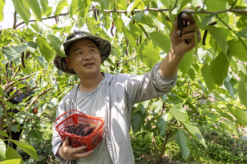 4月13日，果農在貴州省黔南布依族苗族自治州羅甸縣龍坪鎮云盤村的桑葚種植基地采摘桑葚。