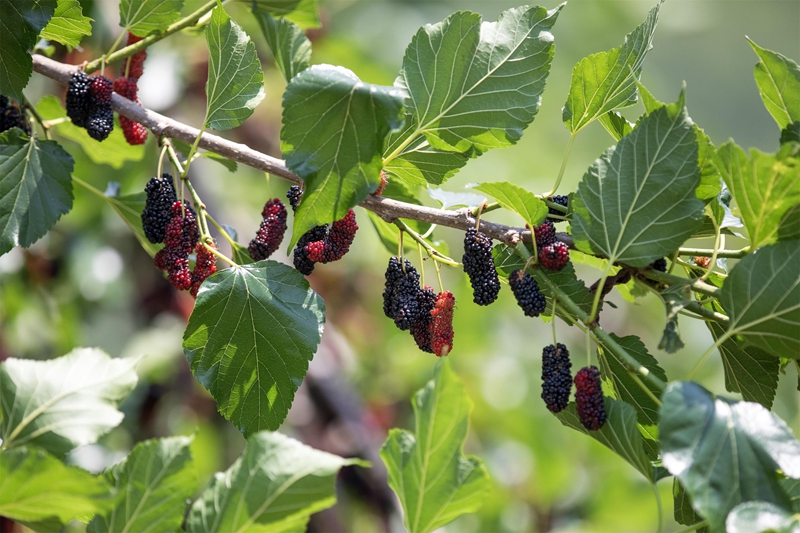 4月13日在貴州省黔南布依族苗族自治州羅甸縣龍坪鎮云盤村的桑葚種植基地拍攝的桑葚。
