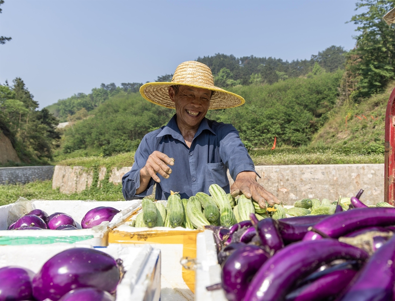 4月13日，菜農在貴州省黔南布依族苗族自治州羅甸縣龍坪鎮六一村蔬菜種植基地裝運蔬菜。