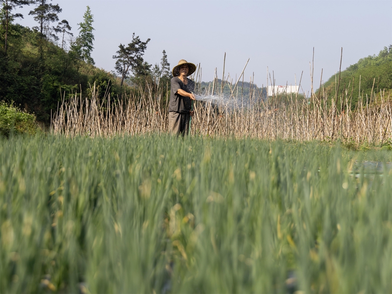 4月13日，菜農(nóng)在貴州省黔南布依族苗族自治州羅甸縣龍坪鎮(zhèn)六一村蔬菜種植基地給小蔥澆水。