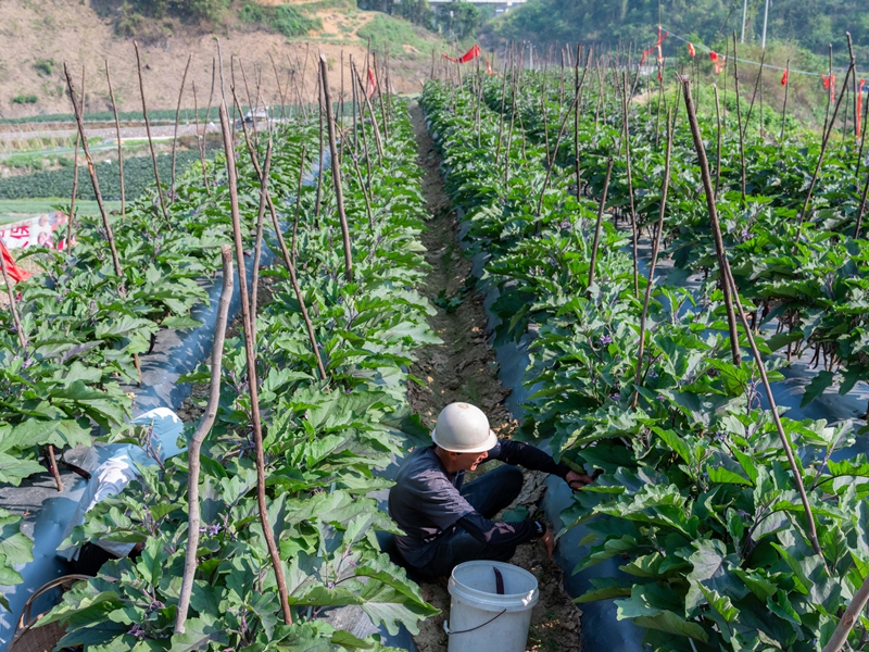 4月13日,菜農在羅甸縣龍坪鎮六一村蔬菜種植基地采收茄子。