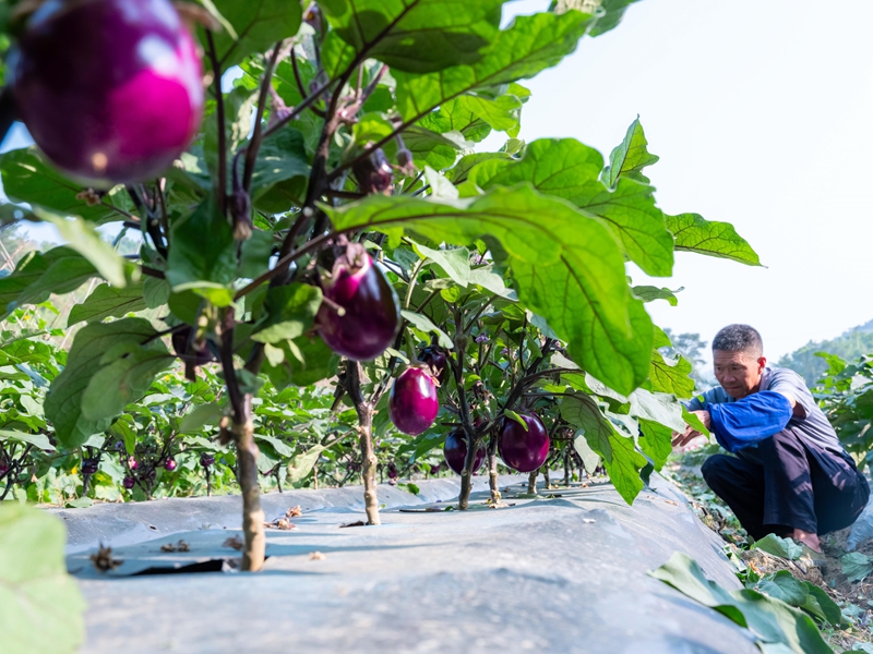 4月13日,菜農(nóng)在羅甸縣龍坪鎮(zhèn)六一村蔬菜種植基地采收茄子。