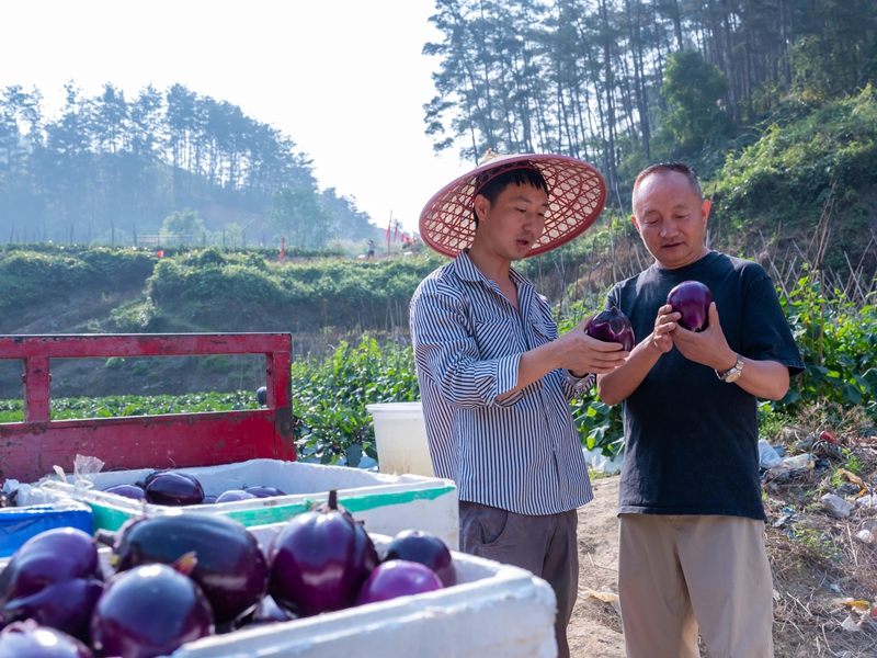 4月13日,菜農在羅甸縣龍坪鎮六一村蔬菜種植基地采收茄子。