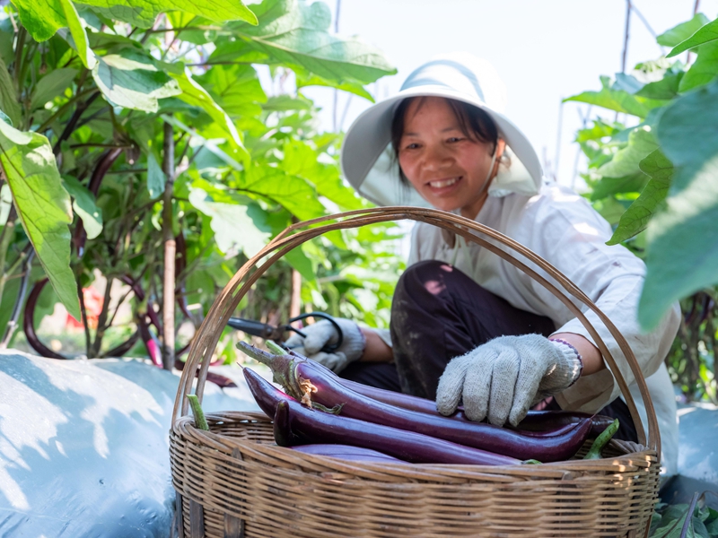 4月13日，菜農在羅甸縣龍坪鎮六一村蔬菜種植基地采收茄子。