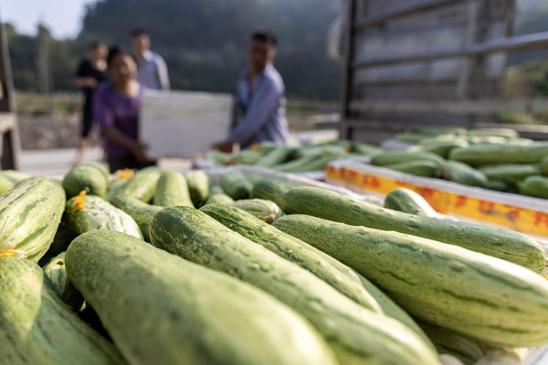 4月13日,收購商在貴州省黔南布依族苗族自治州羅甸縣龍坪鎮六一村蔬菜種植基地裝運黃瓜。