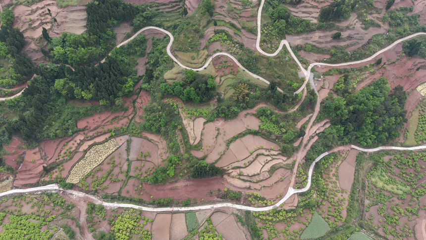 龍井鎮高標準農田已經修好的機耕道展示。