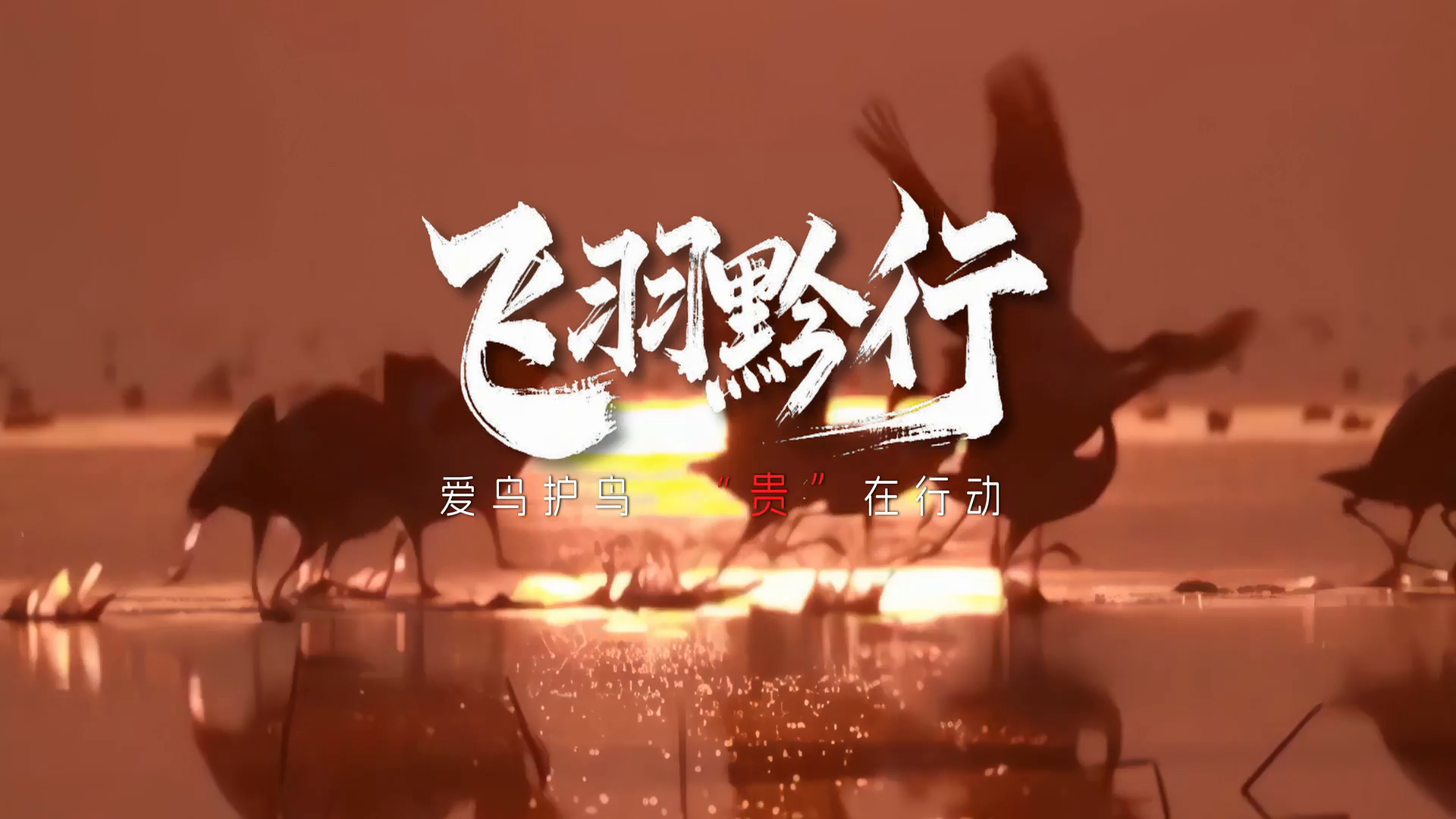 愛鳥護鳥 貴在行動