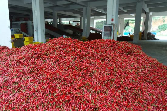 辣椒紅似火，產業勢如虹。